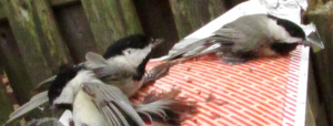 chickadees caught in trap